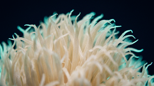 Lion's Mane Mushroom Benefits: NGF, Brain Health and Cognition