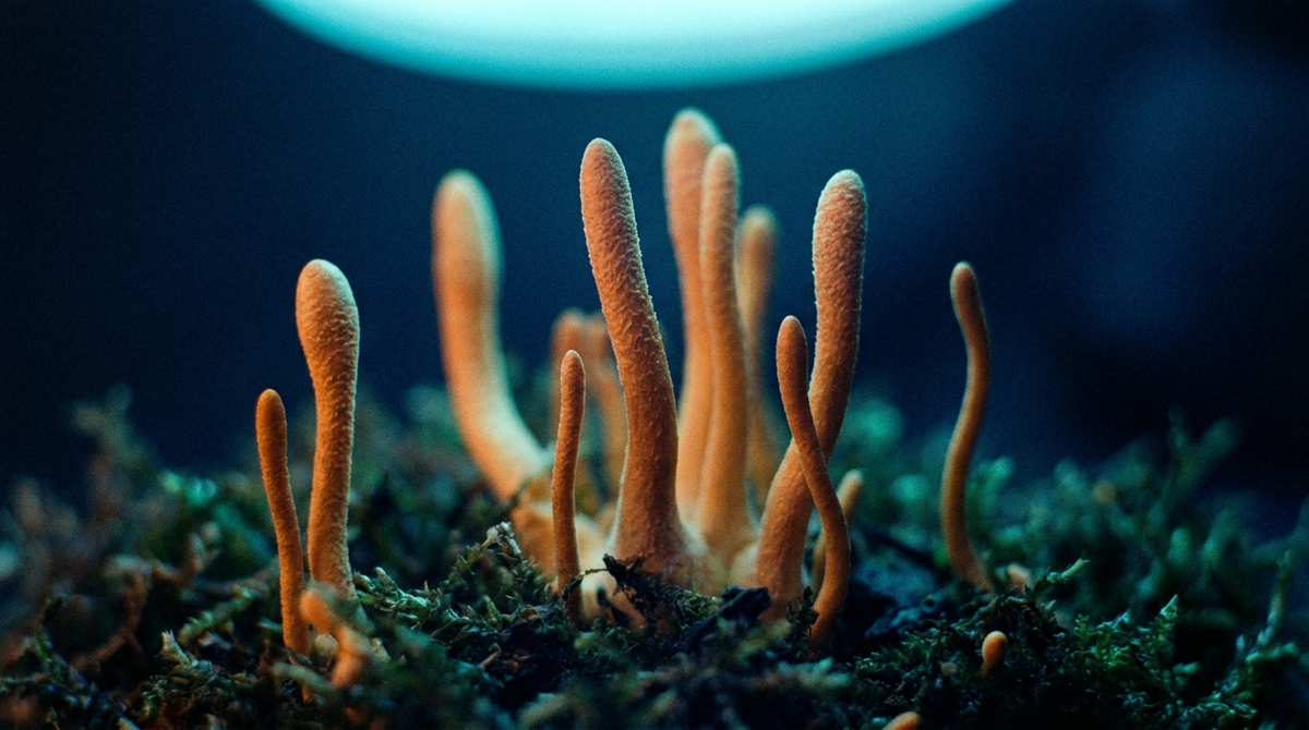 Cordyceps Mushroom Benefits: Energy, VO2 Max and Athletic Performance