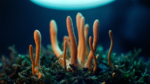 Cordyceps Mushroom Benefits: Energy, VO2 Max and Athletic Performance